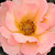 Narančasta - Floribunda ruže - Animo